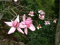 Magnolia Pink_2 